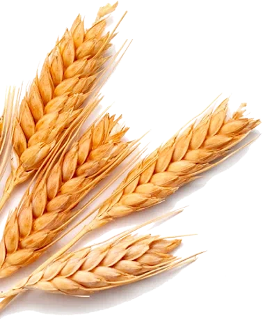 Shape-Image